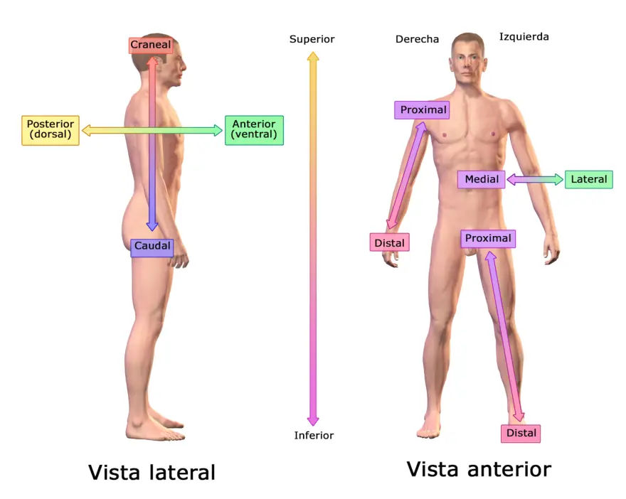 Figura 1.1. Términos de dirección y posición anatómica en vistas lateral y anterior.