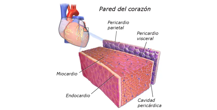 Figura 1.3. Pared del corazón: pericardio parietal y visceral y cavidad pericárdica entre ambos.