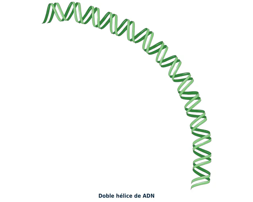 Figura 1.2. Doble hélice de ADN: dos cadenas antiparalelas enrolladas con las bases apareadas por dentro; cada vuelta completa tiene unos 10.5 pares de bases.