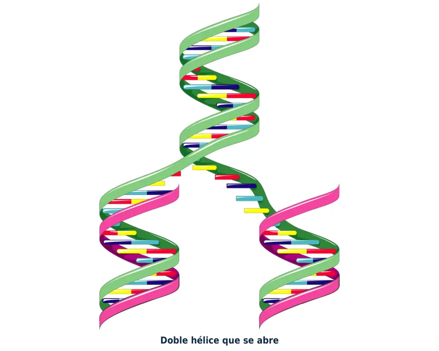 Figura 1.3. Doble hélice que se abre: al separarse las cadenas, las bases quedan expuestas y cada cadena sirve de molde para la replicación o la transcripción.