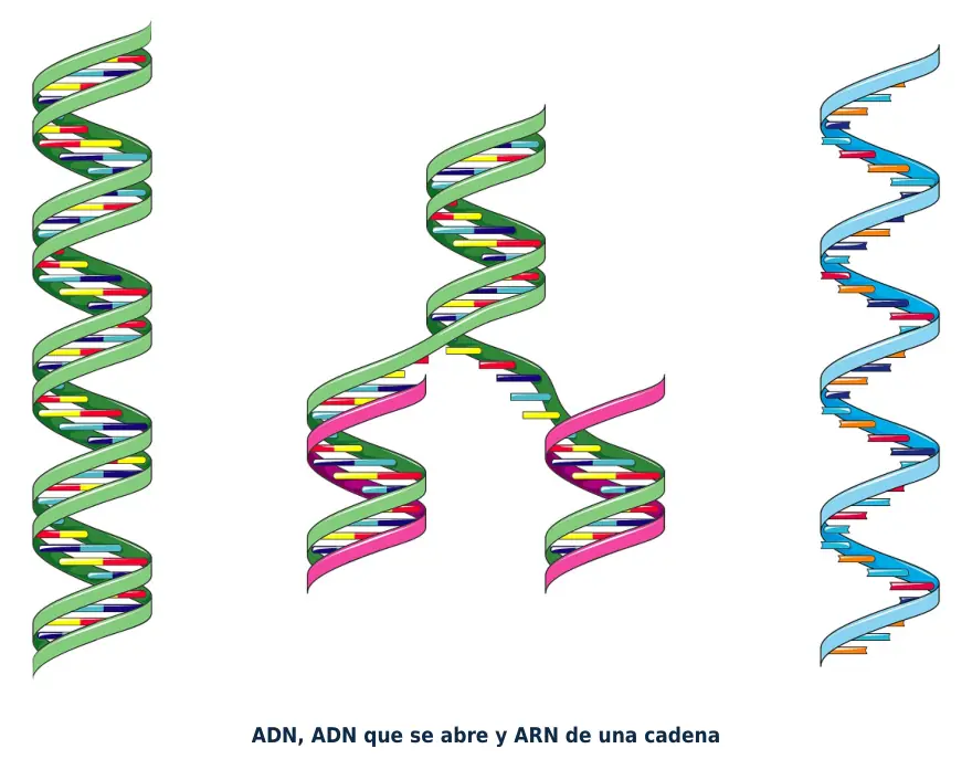 Figura 1.4. De izquierda a derecha: ADN de doble cadena, ADN que se abre y ARN de una sola cadena, que se pliega sobre sí mismo.
