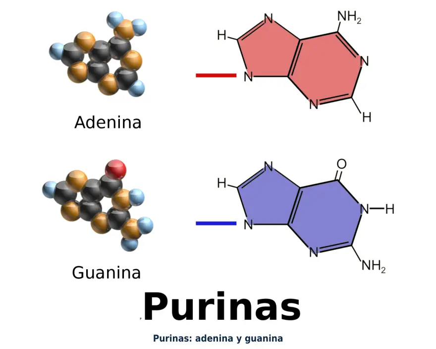 Figura 1.1. Las purinas adenina y guanina tienen dos anillos; se aparean siempre con una pirimidina, de un solo anillo, lo que mantiene constante el ancho de la doble hélice.