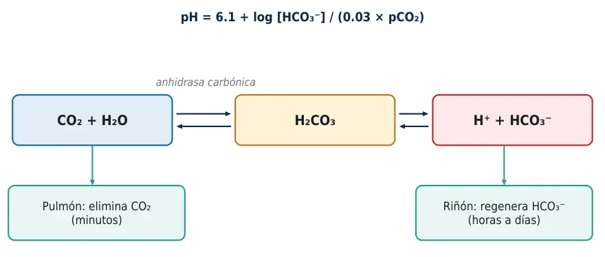Figura 1.3. Sistema bicarbonato como sistema abierto: el pulmón regula el CO₂ y el riñón el bicarbonato.