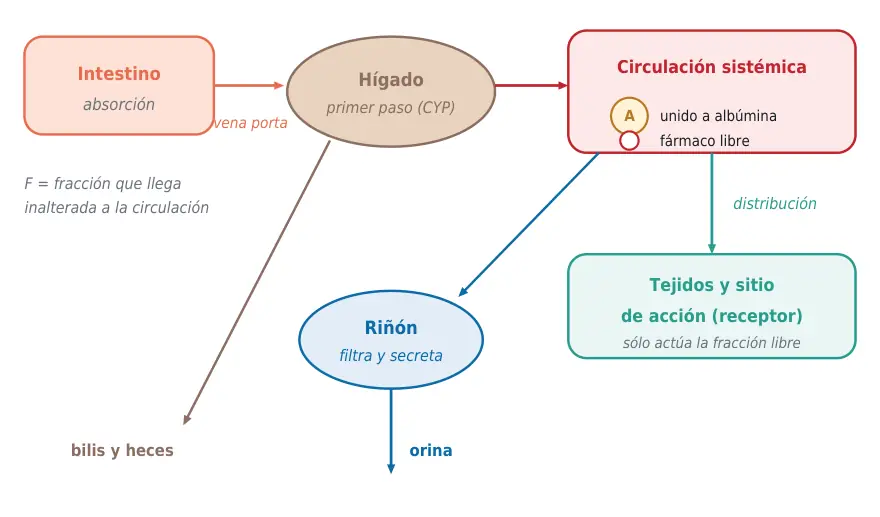 Figura 1.3. Recorrido del fármaco oral: absorción intestinal, primer paso hepático, distribución a tejidos, unión a albúmina y eliminación renal y biliar.