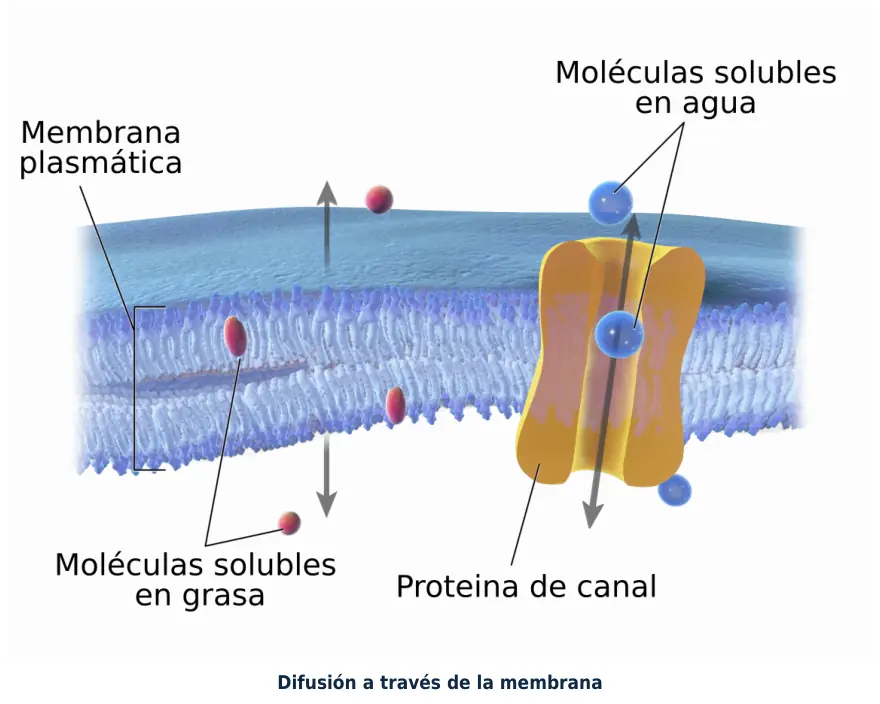 Figura 1.4. Difusión a través de la membrana: los fármacos liposolubles cruzan la bicapa; los hidrosolubles necesitan canales o transportadores, por eso se absorben peor.
