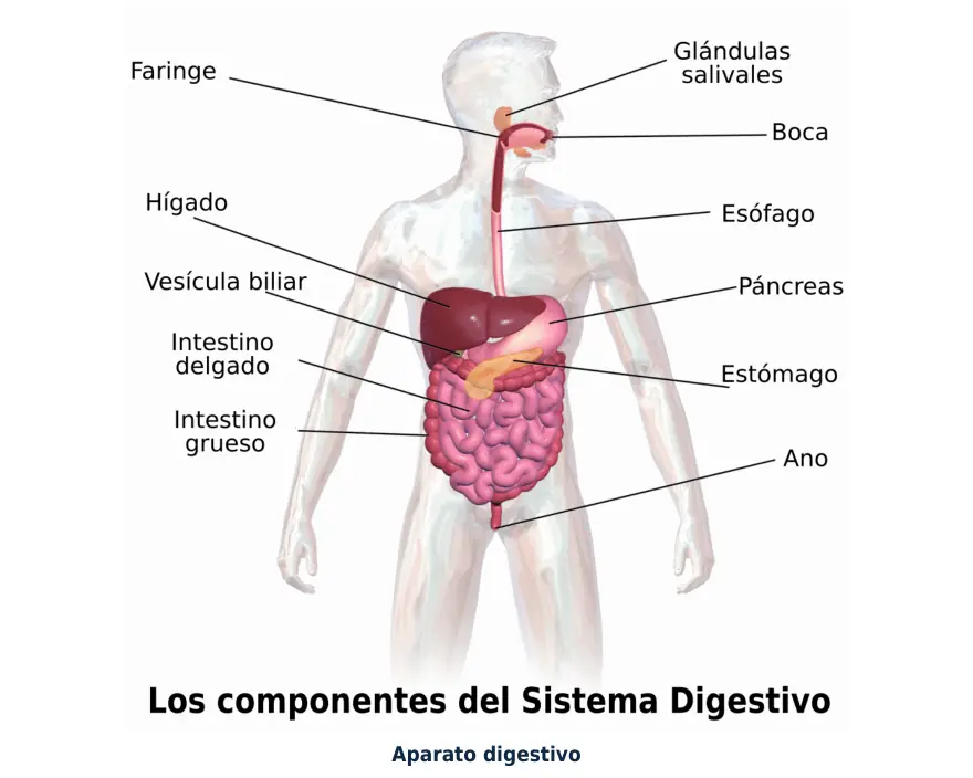 Figura 1.1. Aparato digestivo: el fármaco oral se absorbe sobre todo en el intestino delgado y pasa por el hígado antes de llegar a la circulación.