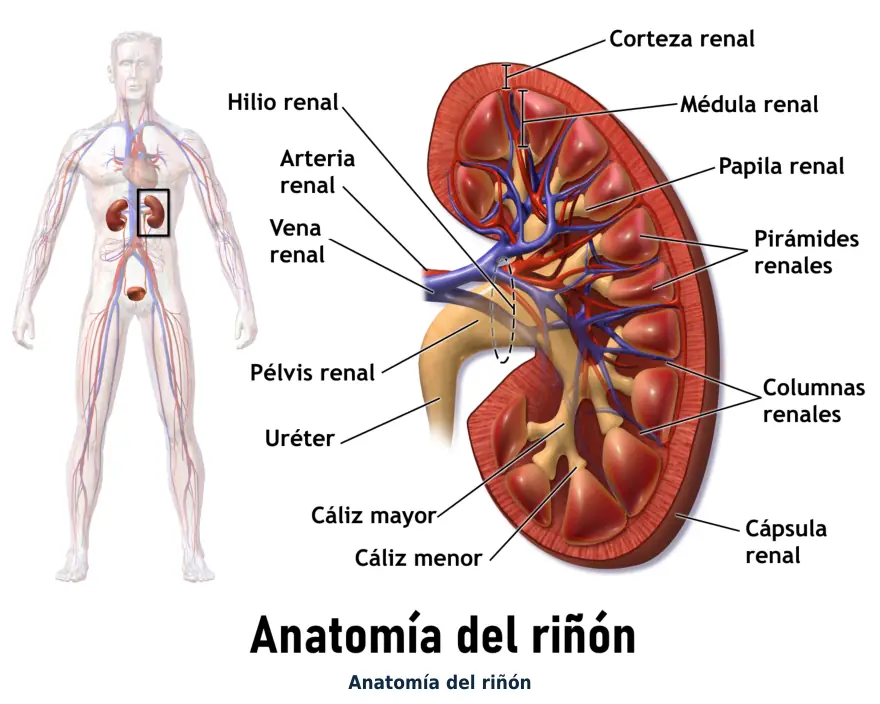 Figura 1.5. Riñón: la vía principal de eliminación de los fármacos hidrosolubles y de sus metabolitos.