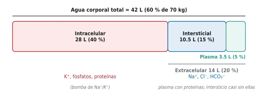 Figura 1.2. Compartimentos de agua corporal en un adulto de 70 kg y sus principales iones.
