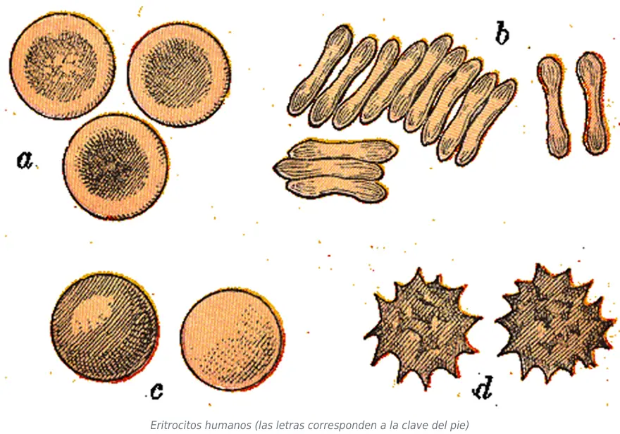 Figura 1.3. Eritrocitos y tonicidad del medio.