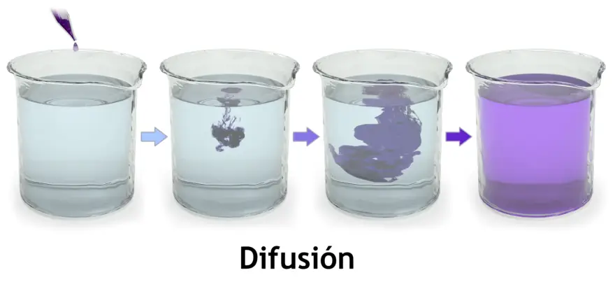 Figura 1.4. Difusión: las moléculas se mueven de la zona de mayor a la de menor concentración hasta el equilibrio.