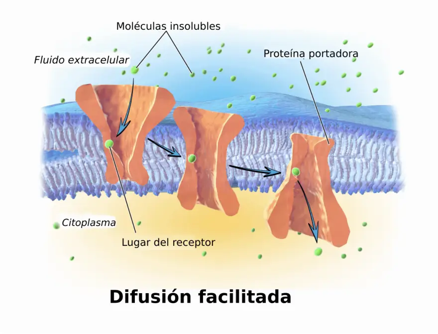 Figura 1.6. Difusión facilitada por canales y proteínas transportadoras, siempre a favor del gradiente.