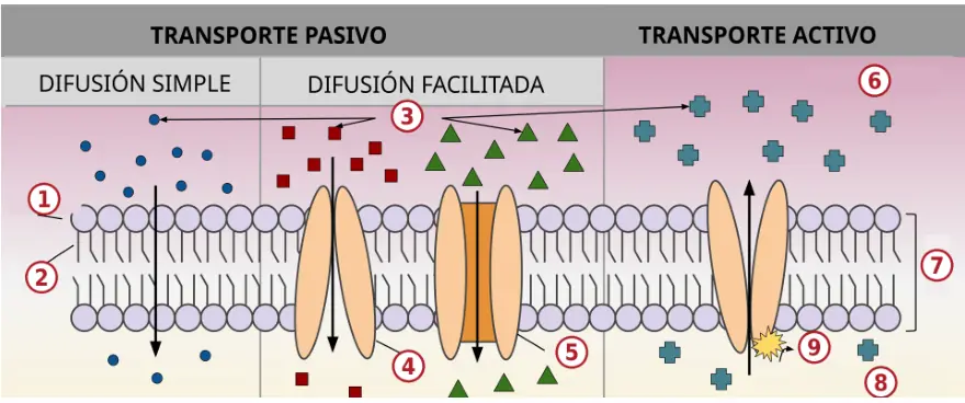 Figura 1.5. Transporte pasivo (difusión simple y facilitada) frente a transporte activo a través de la membrana. Clave: 1, cabezas hidrófilas de los fosfolípidos; 2, colas hidrófobas; 3, sustancias transportadas; 4, proteína transportadora; 5, proteína de canal; 6, alta concentración de sustancias; 7, membrana plasmática; 8, baja concentración de sustancias; 9, hidrólisis de ATP a ADP + Pi.