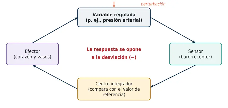 Figura 1.1. Asa de retroalimentación negativa: la respuesta del efector se opone a la desviación de la variable.