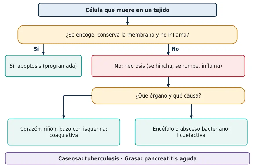 Algoritmo 1.1. Cómo distinguir la apoptosis de la necrosis y orientar el patrón de necrosis.