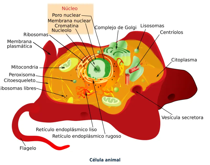 Figura 1.1. Célula animal: cada organelo tiene un papel en la respuesta a la lesión; la mitocondria produce el ATP y el lisosoma digiere lo dañado.