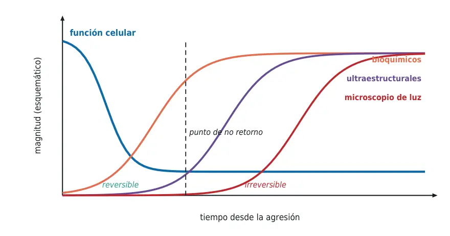 Figura 1.3. Curso de la lesión celular: la función cae antes de que haya cambios visibles; el microscopio de luz detecta la muerte celular horas después.