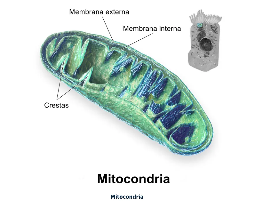 Figura 1.2. Mitocondria: su falla es el centro de la lesión hipóxica, porque deja a la célula sin ATP y libera las señales de la apoptosis.