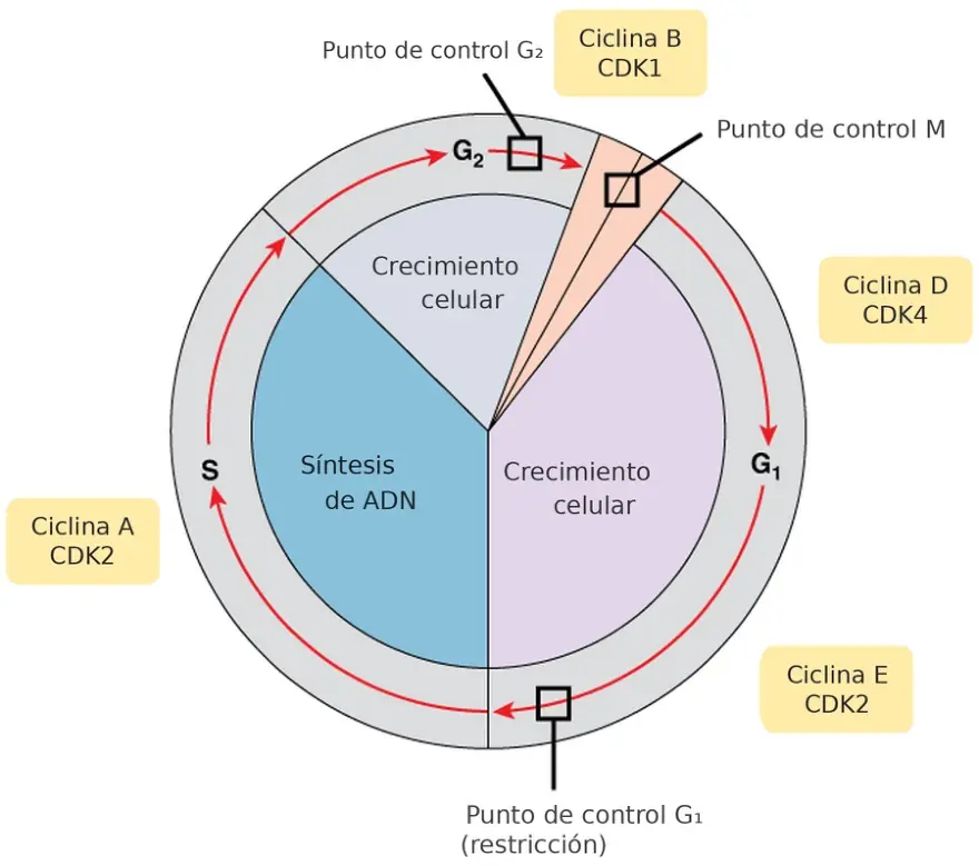 Figura 1.3. Ciclo celular con sus fases, las ciclinas y CDK que lo impulsan, y los puntos de control G₁, G₂ y M.