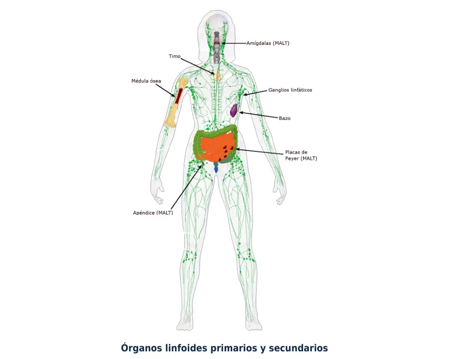 Figura 1.1. Los órganos linfoides primarios, médula ósea y timo, forman y seleccionan linfocitos; los secundarios, ganglios, bazo y tejido de las mucosas, son el lugar donde los linfocitos se encuentran con el antígeno.