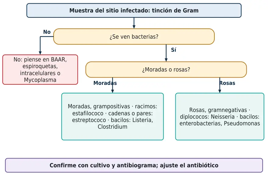 Algoritmo 1.1. Cómo leer una tinción de Gram y orientar el microorganismo antes del cultivo.