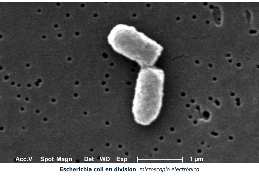 Figura 1.3. Escherichia coli en división: la bacteria se reproduce por fisión binaria y, en condiciones ideales, duplica su número en unos 20 minutos.